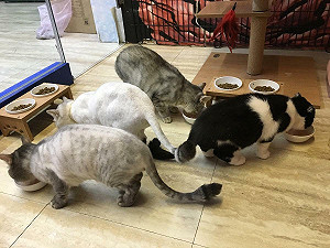網傳養貓狗政府發補助3000元?農業部澄清:是詐騙資訊
