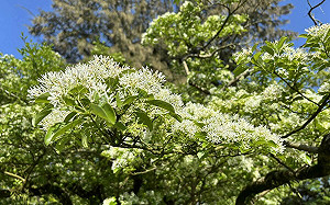桃園十一份園區流蘇花盛開 北水局邀賞「四月雪」