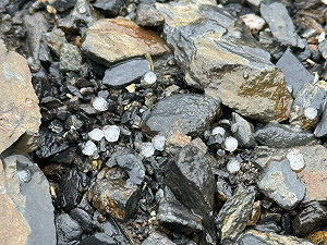 (影)大陸冷氣團發威!玉山今晨降「冰雹」