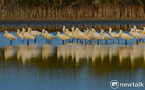 清明連假訪學甲秘境老塘湖藝術村 賞蜀葵花看黑琵參加慈濟宮上白礁祭典