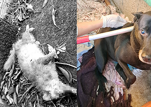 苗栗公館爆首例鼬獾狂犬病 即起展開犬貓免費疫苗接種!施打站、時段一次看