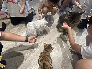 鏟屎官注意！全台家貓暴增43萬隻　農業部示警：「這件事」沒做最高罰1萬5