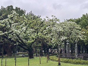 北市驚現四月雪？公園處：各大公園「流蘇」盛放中