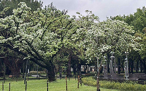 北市驚現四月雪?公園處:各大公園「流蘇」盛放中