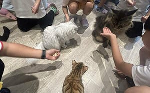 鏟屎官注意！全台家貓暴增43萬隻　農業部示警：「這件事」沒做最高罰1萬5