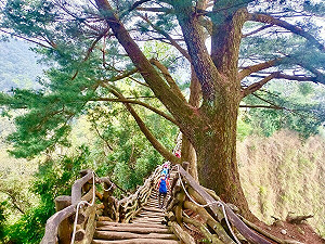 台中大坑5號步道秘境開箱 感受雲霧繚繞風情