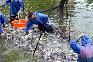 因應美國關稅衝擊 台灣鯛業者籲政府防洗產地