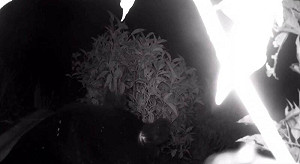 又來吃甜點！黑熊二度逛高雄茶園 大啖蜂蜜畫面曝光 