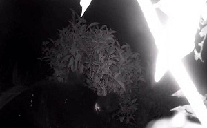 又來吃甜點！黑熊二度逛高雄茶園 大啖蜂蜜畫面曝光 