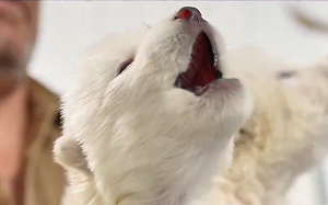 (影) 科學家首次復活史前生物! 用克隆和基因編輯技術 創造3「恐狼」幼崽