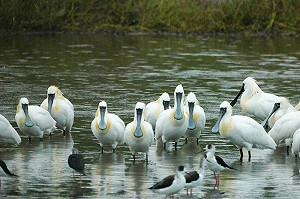 春遊賞鳥首選！香山濕地賞蟹步道黑琵最吸睛 