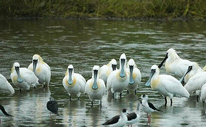 春遊賞鳥首選！香山濕地賞蟹步道黑琵最吸睛 
