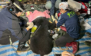 高雄首例！台灣黑熊受困陷阱 22人協力救援野放