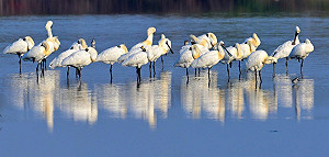 黑面琵鷺全球數量破7千！我國記錄4,169隻穩居第一