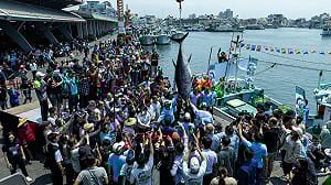 屏東第一鮪頭彩爭奪！第一尾影片不符規範遺憾錯失  第二尾明日「驗明真身」