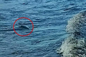 疑似尼斯湖水怪「水面下吐泡泡」遭直擊 世紀謎團再掀波瀾