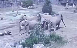 萬物有靈! 南加州5.2地震 聖地牙哥動物園大象緊急「警戒圈」護幼