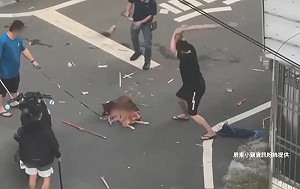 比特犬咬死柴犬後也身亡!飼主未登記還敢喊告掀議論