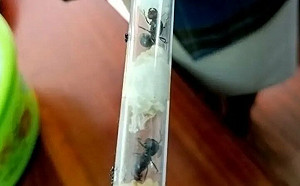 走私5千隻螞蟻要幹嘛? 肯亞維護生物多樣性主權 2比利時青少年被捕