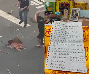 柴犬遭比特犬咬死!飼主手寫信悲訴:下輩子別再當狗