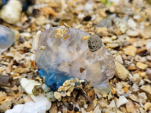 海邊「透明塑膠袋」僧帽水母竟是世界第三毒!專家:不要撿!死掉仍有毒