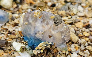 海邊「透明塑膠袋」僧帽水母竟是世界第三毒！專家：不要撿！死掉仍有毒