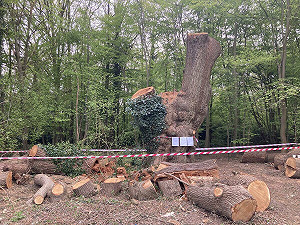 砍伐500年老橡樹惹眾怒! 英烤肉連鎖餐廳Toby Carvery恐遭起訴