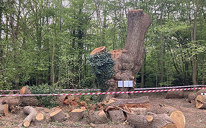 砍伐500年老橡樹惹眾怒! 英烤肉連鎖餐廳Toby Carvery恐遭起訴