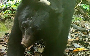 雞犬遭殃！台灣黑熊入侵花蓮卓溪鄉  夜闖養雞場吃Buffet