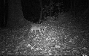 石虎復育有成往東北方向發展！竹苗皆有珍貴影像
