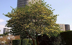 台北市超美銀白世界！加羅林魚木霸氣開花 仁愛圓環、溫州街都看得到