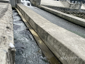 鰱魚洄游碧潭引關注  新北:魚道難阻絕外來種