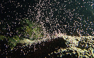 媽祖誕辰恰逢珊瑚大爆發！墾管處率百人清出「珊瑚產房」