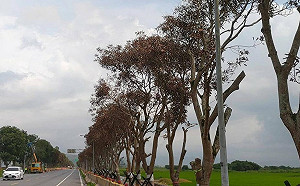 不滿道路拓寬受阻 傅崐萁前主任毒死242棵芒果樹 服務處急澄清：事發後已離職