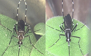 全球屈公病疫情升溫！疾管署：9地區「旅遊疫情建議」已提升