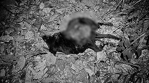 花蓮卓溪黑熊再入侵襲狗 遭開槍擊中!緊急送醫仍身亡