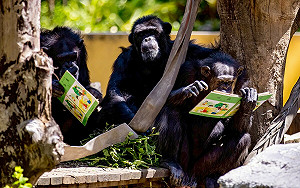 響應世界閱讀日 壽山動物園黑猩猩展現「啃書」本事