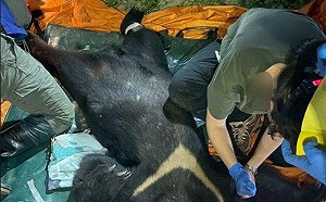 黑熊遭槍擊致死！林業署8點澄清開槍原因：數次驅趕均無遠離