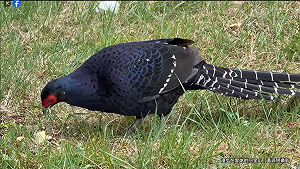遊客亂丟地瓜 阿里山黑長尾雉遭「間接」餵食