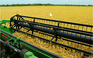 川普威脅日本徵收新關稅! 指責不買美國稻米 日方低調回應