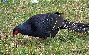 遊客亂丟地瓜 阿里山黑長尾雉遭「間接」餵食