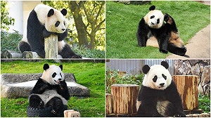 中國動物外交失靈? 日本一口氣歸還4隻大貓熊!最小才4歲