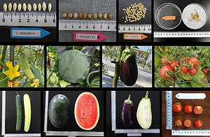 我國農業基因庫升級中!250種「作物種原」活化完成