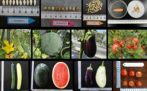 我國農業基因庫升級中！250種「作物種原」活化完成