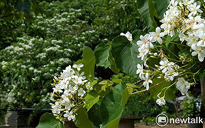 青梅竹馬遶山花  梅嶺桐花盛開八成