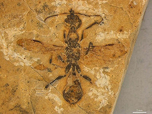 巴西發現1.13億年前「地獄蟻」化石 擁彎刀狀顎部可刺穿獵物