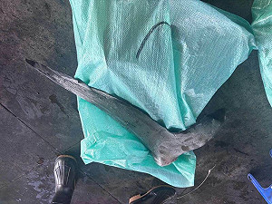 丟臉丟到國外! 屏檢獲破臺灣遠洋漁船「非法捕獵海豚」