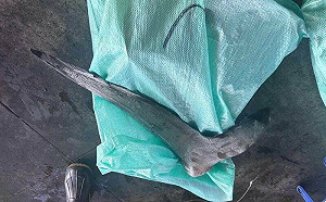 丟臉丟到國外！ 屏檢獲破臺灣遠洋漁船「非法捕獵海豚」