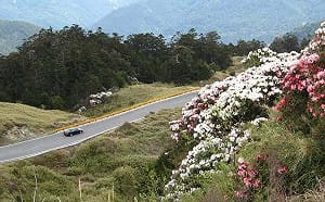 上山賞花注意！台14甲線合歡山段施工 5/5起交管15天