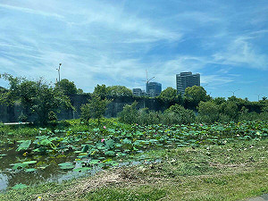 賞荷不必等夏天！大漢溪新海濕地首波荷花已盛開